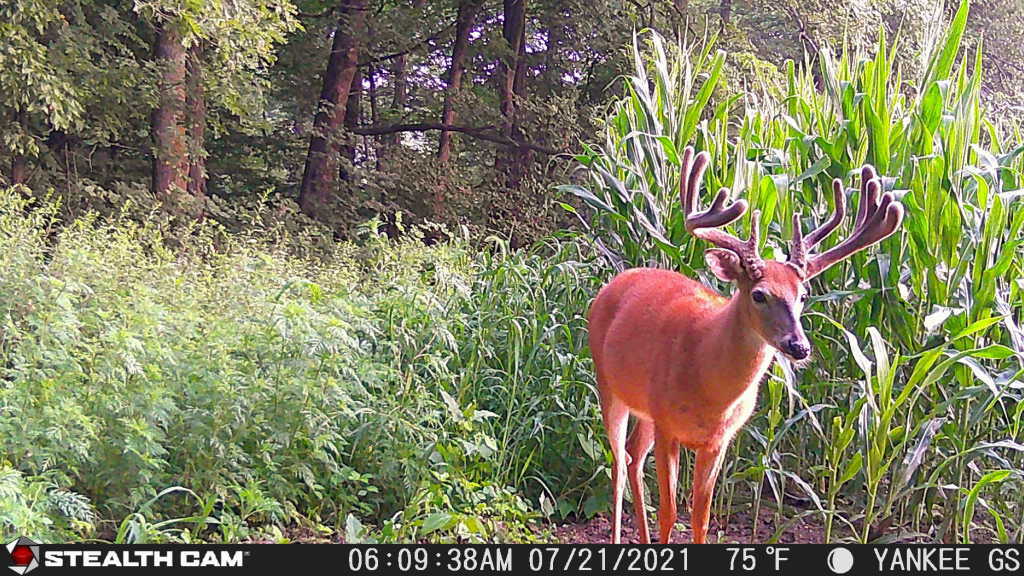 fusion x cellular trail camera