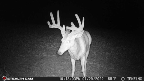 G42NG Trail Camera | Stealth Cam