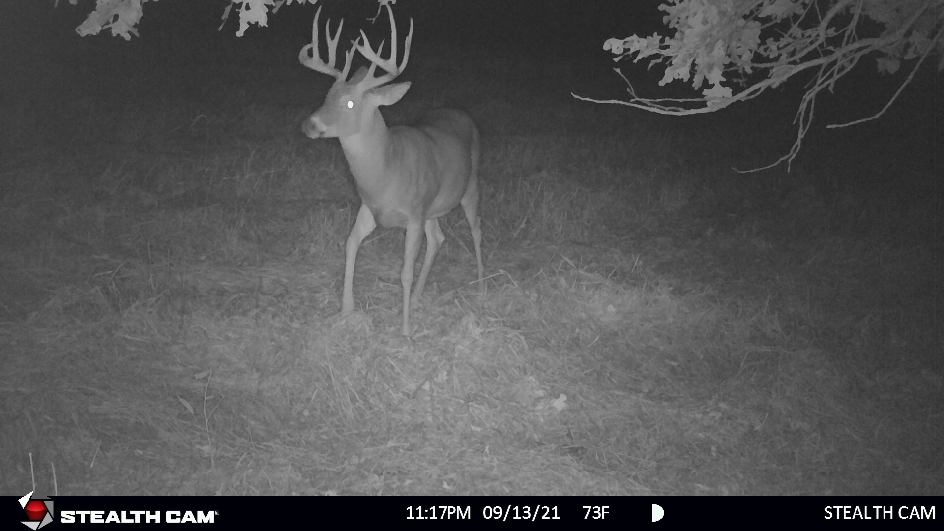 ds4k stealth cam