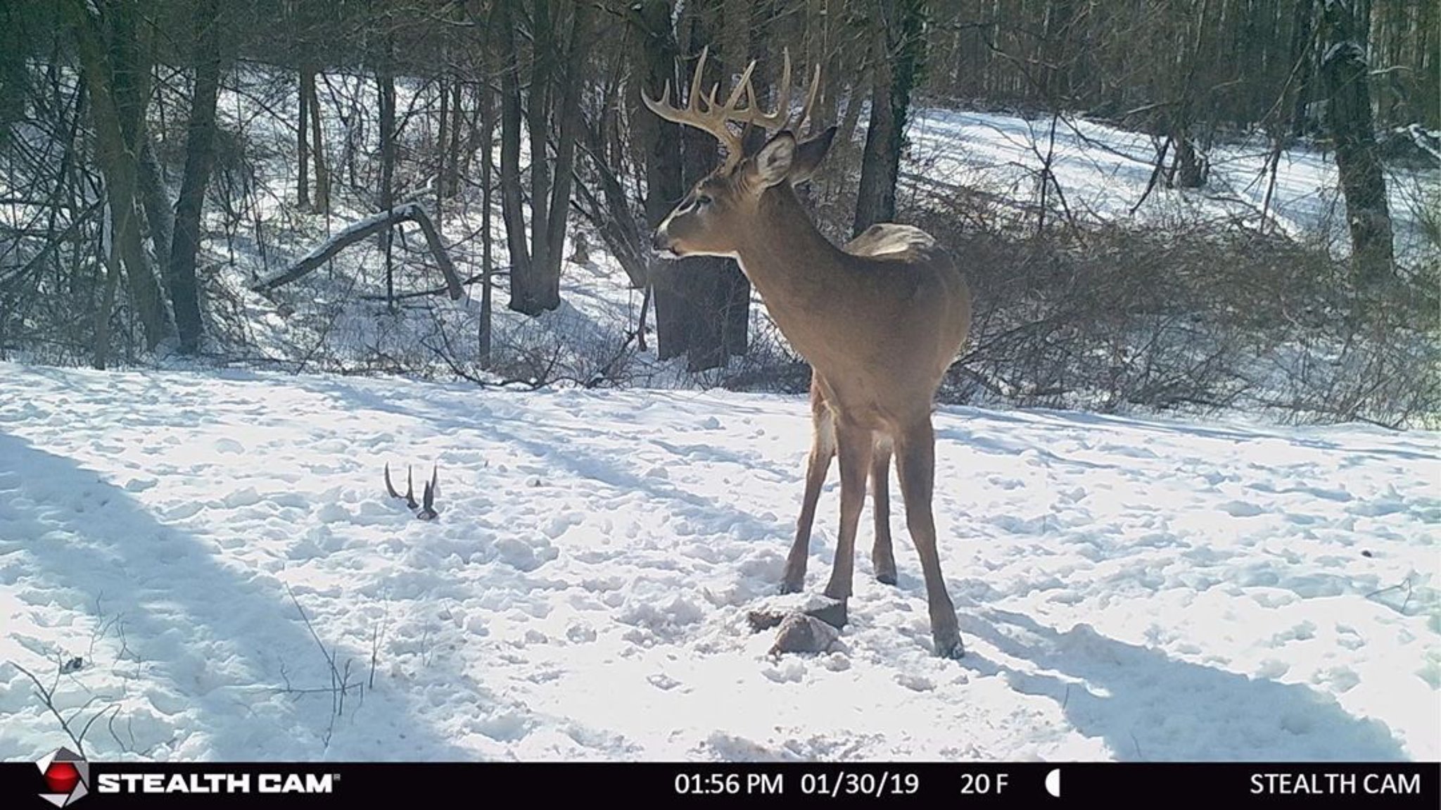 Finding the Survivors Late Season Deer Scouting and Hunting Stealth Cam