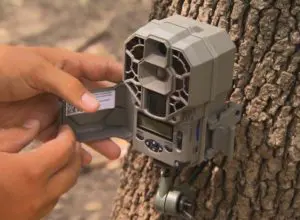 Trail Cameras | Rut Camera Strategies