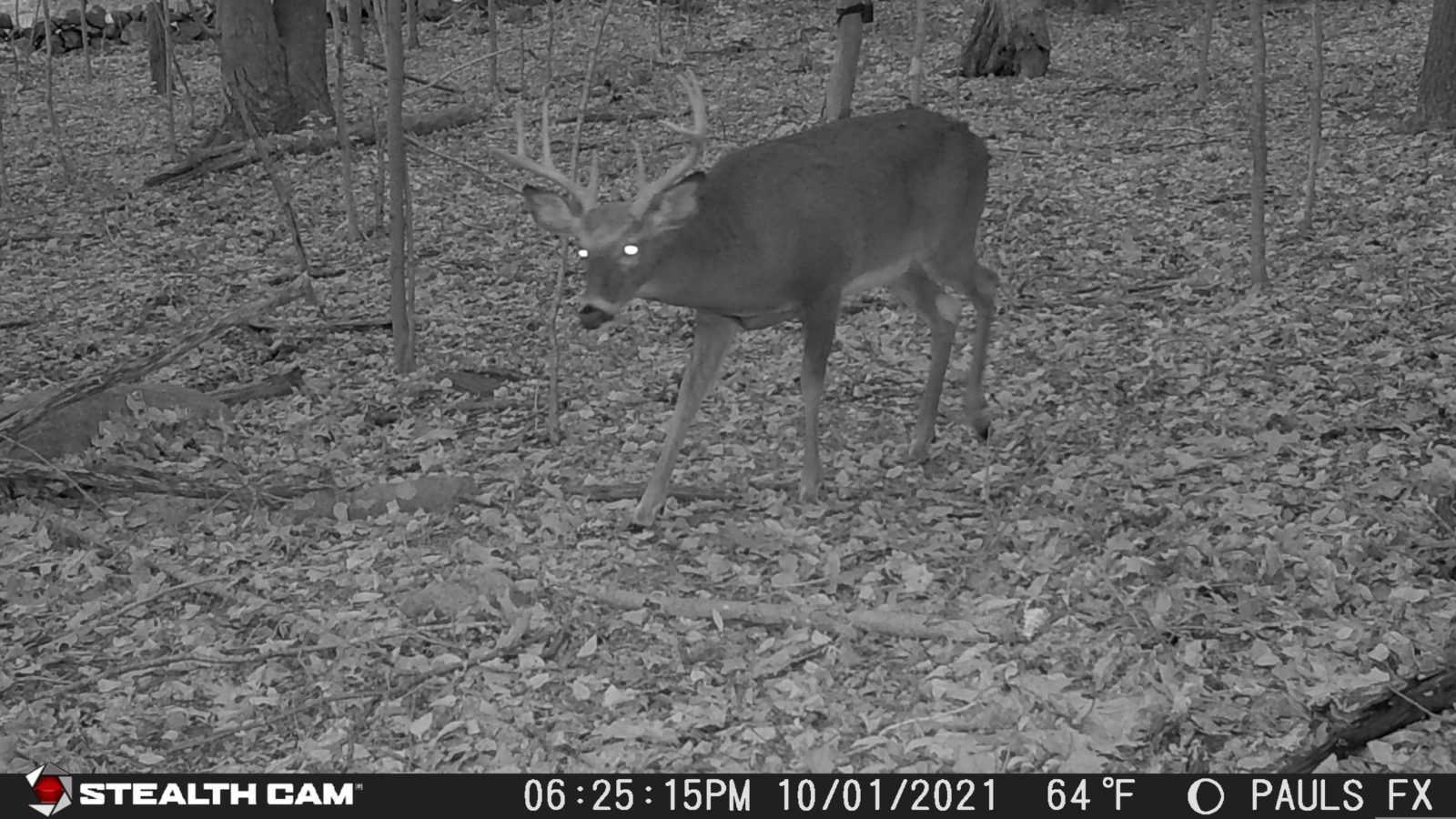 fusion x cellular trail camera