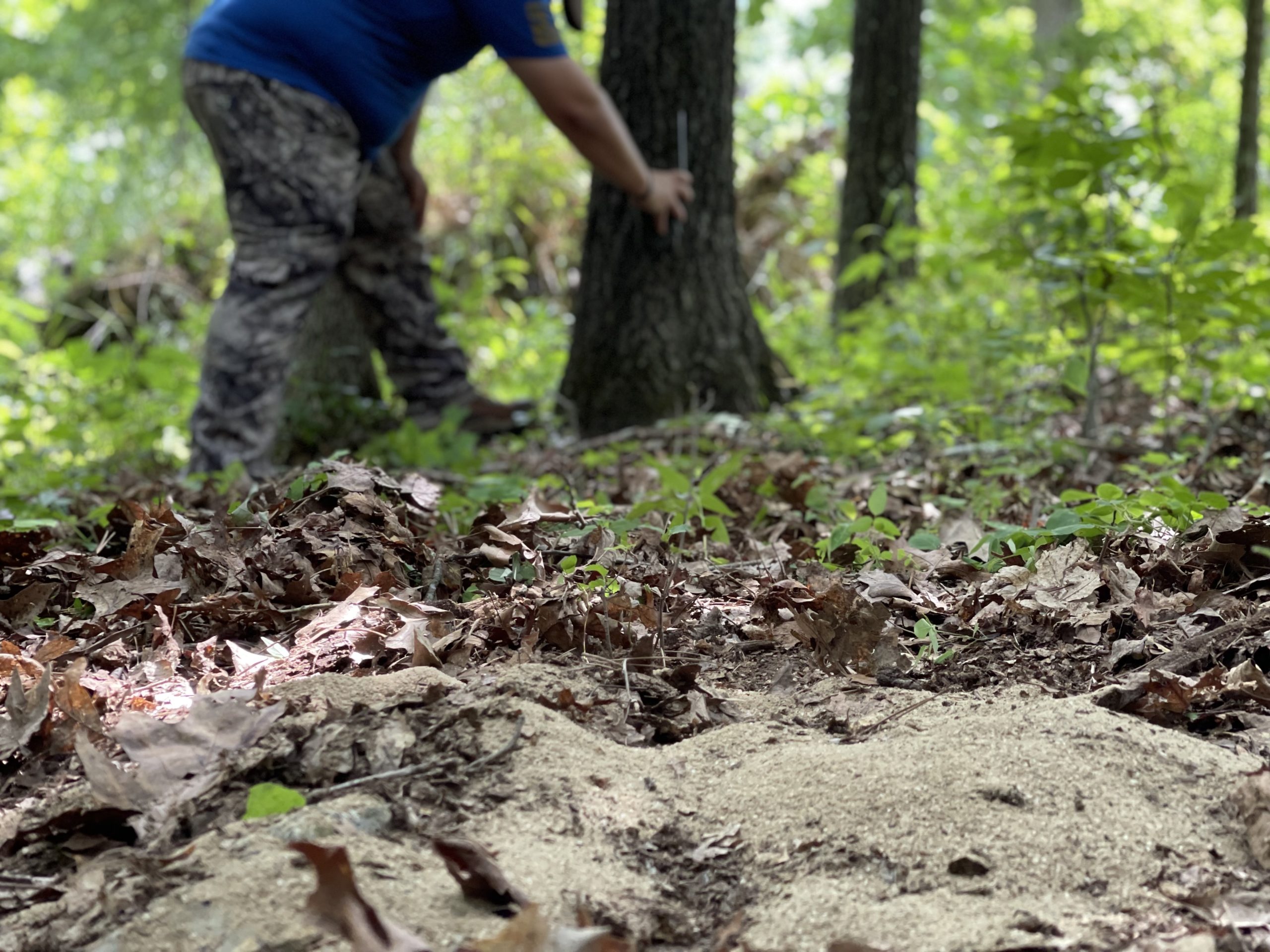 Stay On A Deer's Trail With Summer And Fall Game Camera Transitions