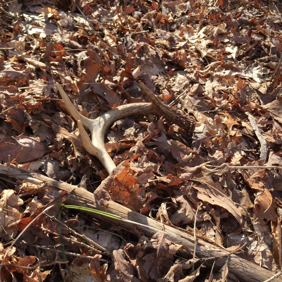 Antler Shed 2