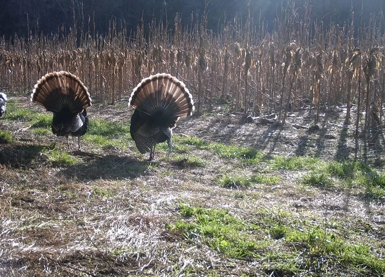 Turkeys