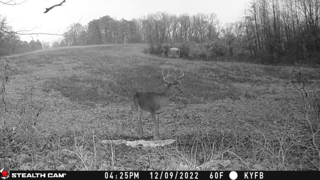 Late Season Bruiser