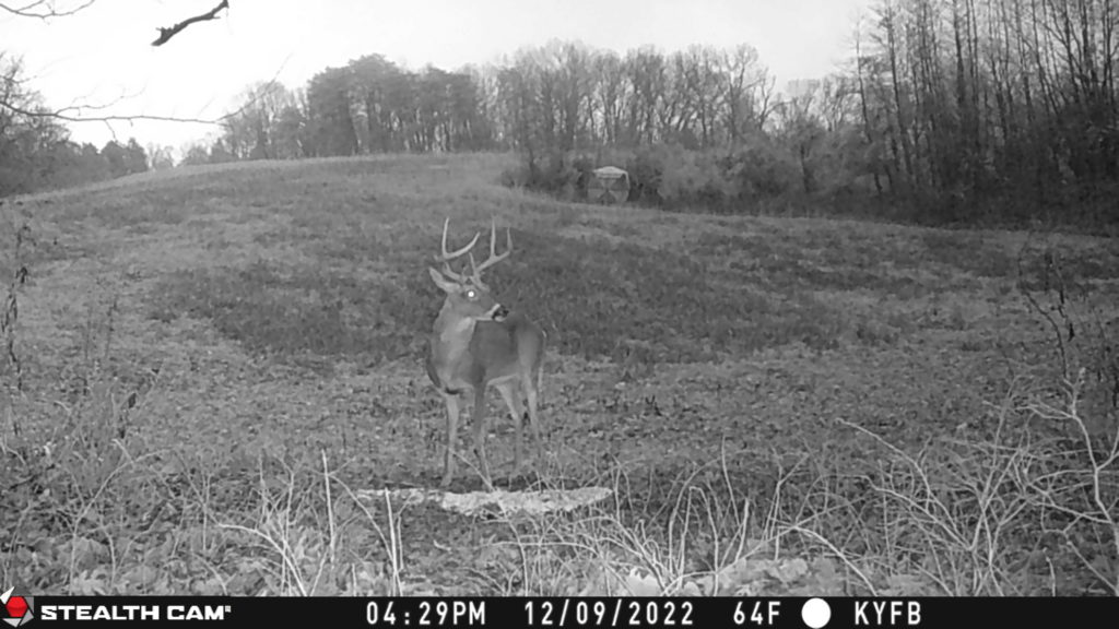 Late Season Bruiser