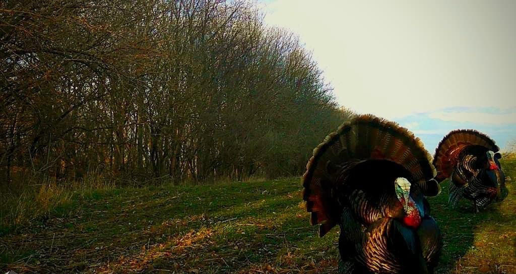 Turkey Blog Image
