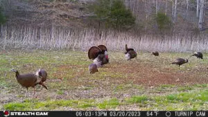 4 Reasons To Run Your Cellular Stealth Camera Year Round