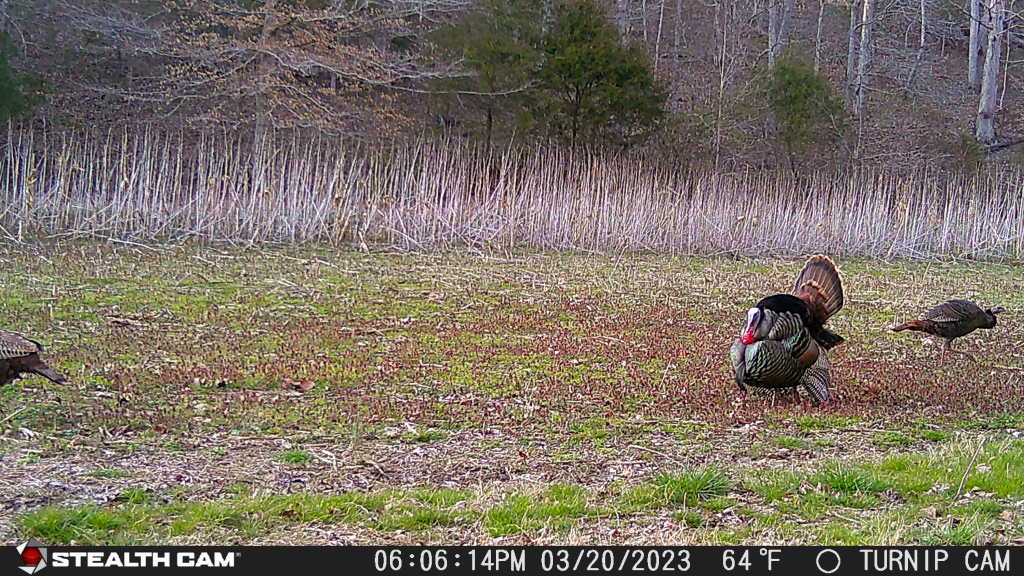 4 Reasons To Run Your Cellular Stealth Camera Year Round