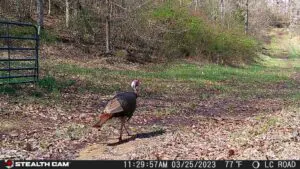 Top Five Stealth Cam Locations For Spring Turkeys