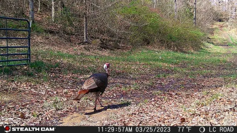Top Five Stealth Cam Locations For Spring Turkeys