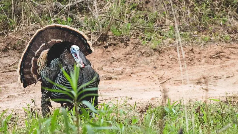 <strong>overcome Late Season Fatigue By Using Cellular Game Cameras</strong>