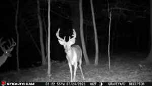 5 Key Tips For Summer Trail Camera Strategies