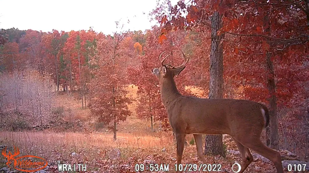 Hunting Scrape Lines A Comprehensive Guide Stealth Cam