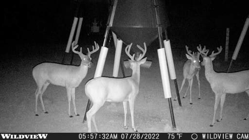 Big Buck Tactacam Big Buck What Is The Best Deer Camera Best Trail