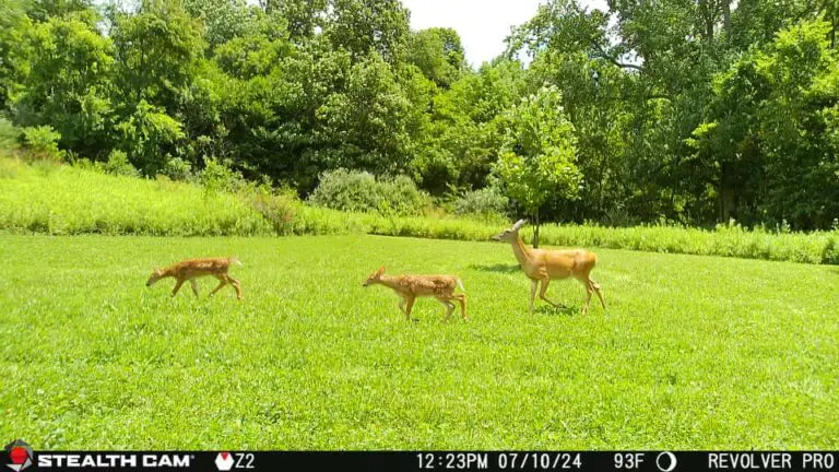 Revolver Pro 360° Cellular Trail Camera Stealth Cam