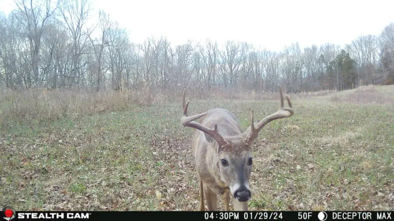 Trail Camera[MP:05][TP:050F]