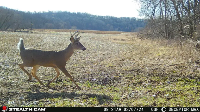Trail Camera[MP:07][TP:063F]