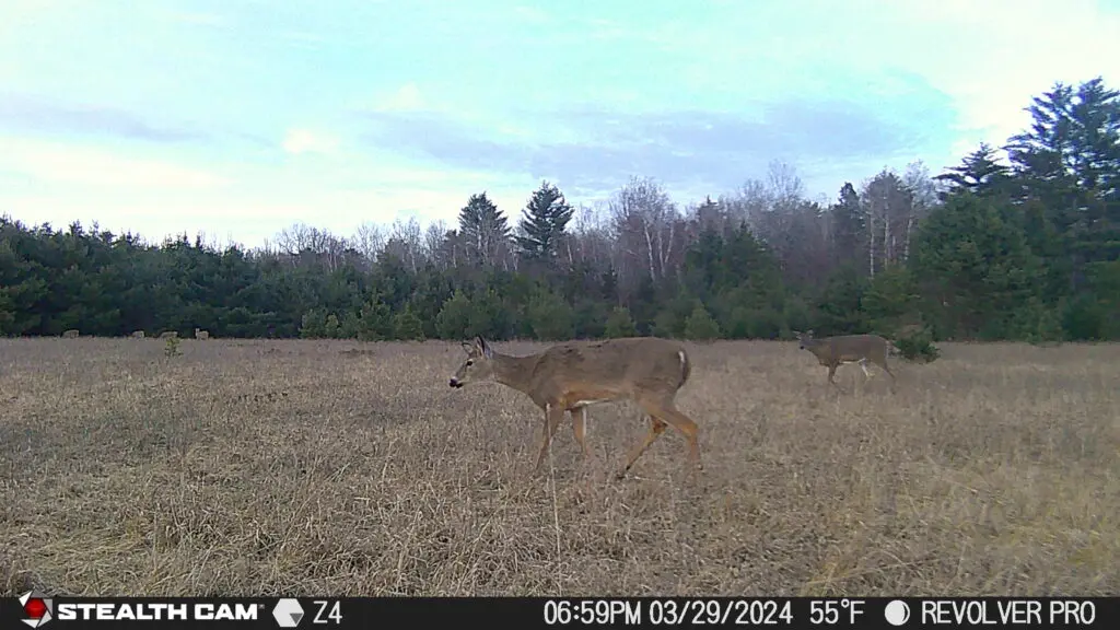 New cellular trail cameras stealth cam
