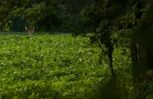 The Perfect Trail Camera Plan For Food Plots