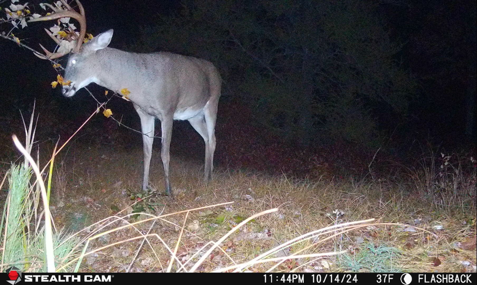15 Reasons Why One Cellular Trail Camera Won't Cut It