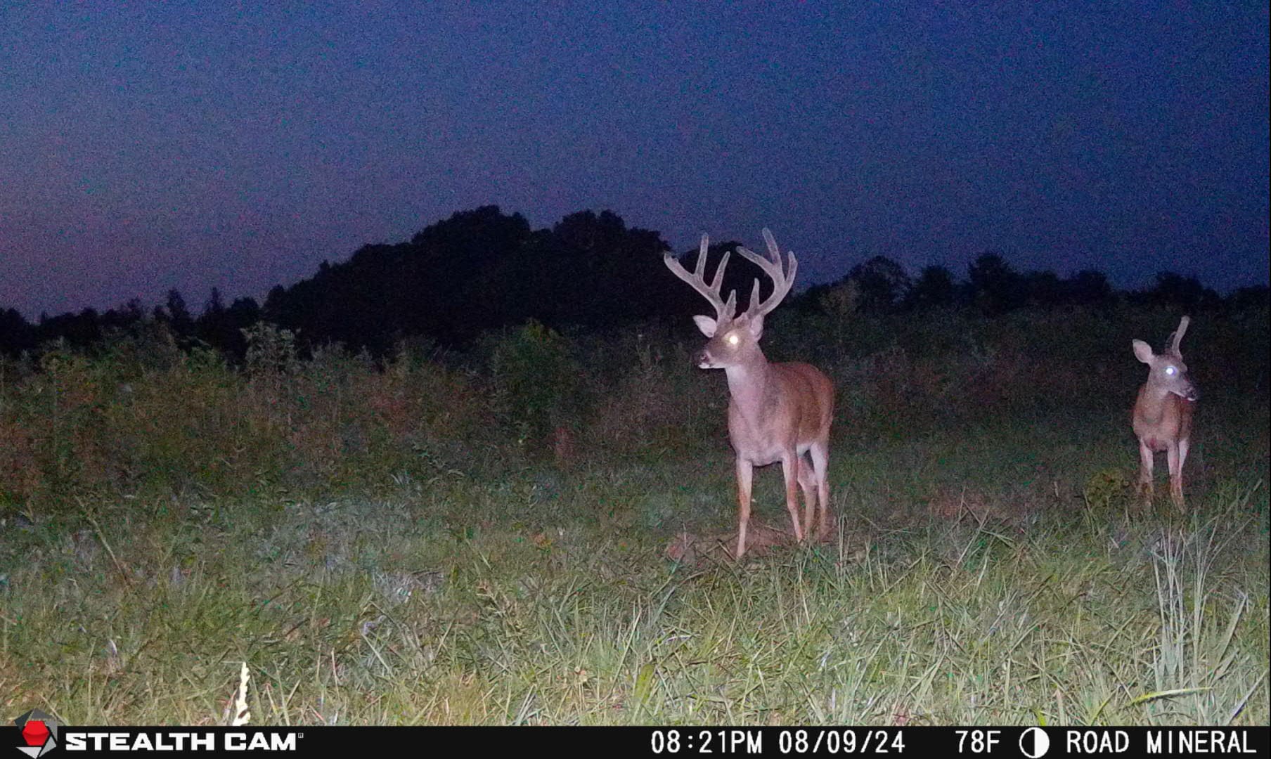 15 Reasons Why One Cellular Trail Camera Won't Cut It