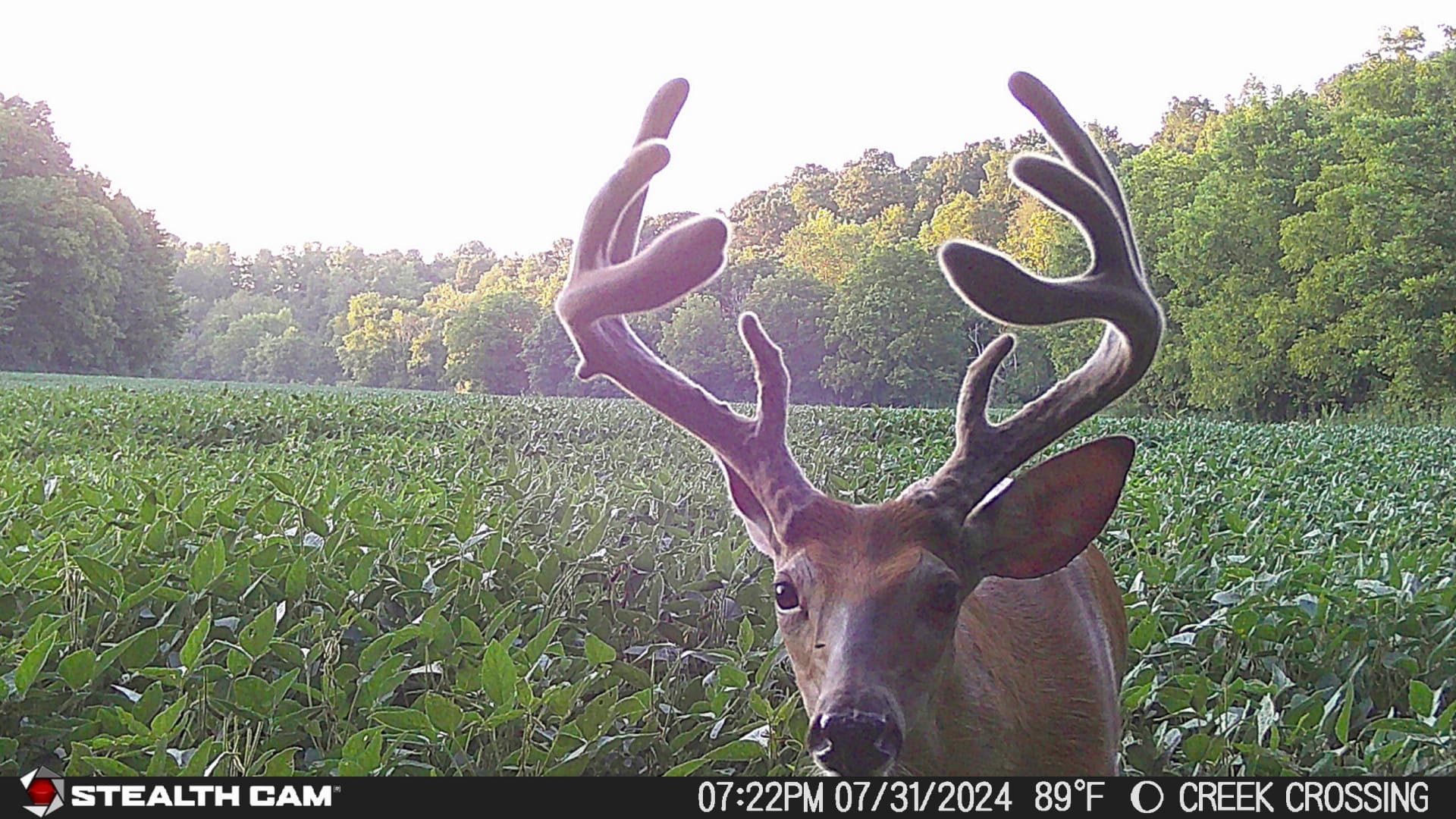 15 Reasons Why One Cellular Trail Camera Won't Cut It