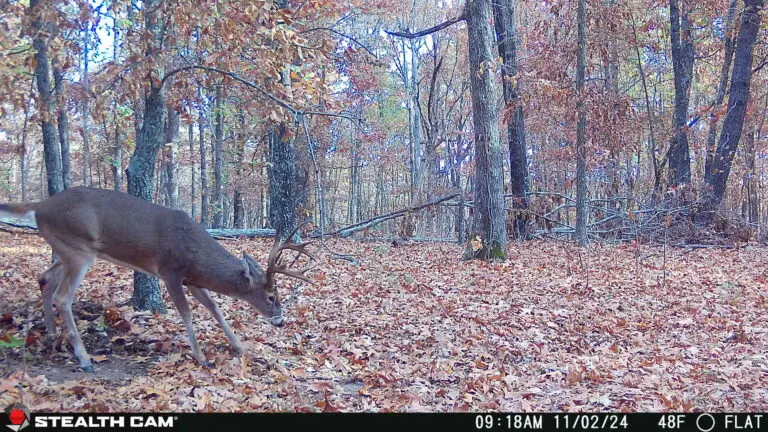 Trail Camera[MP:00][TP:048F]
