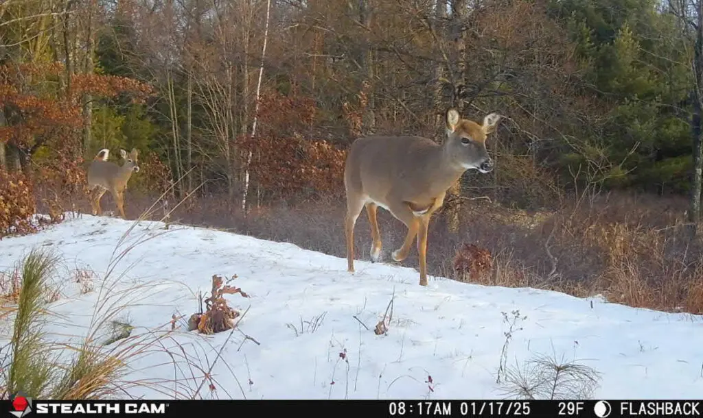 Benefits Of Using Game Cameras Year Round