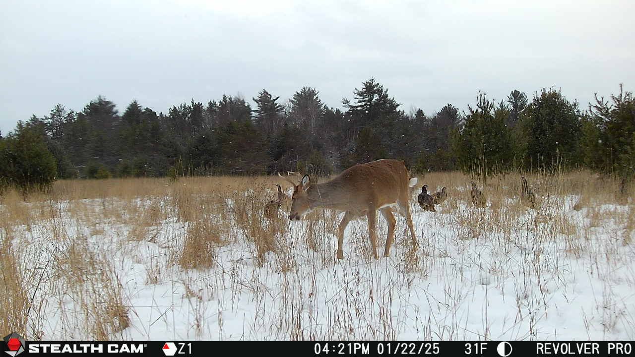 Benefits Of Using Game Cameras Year Round