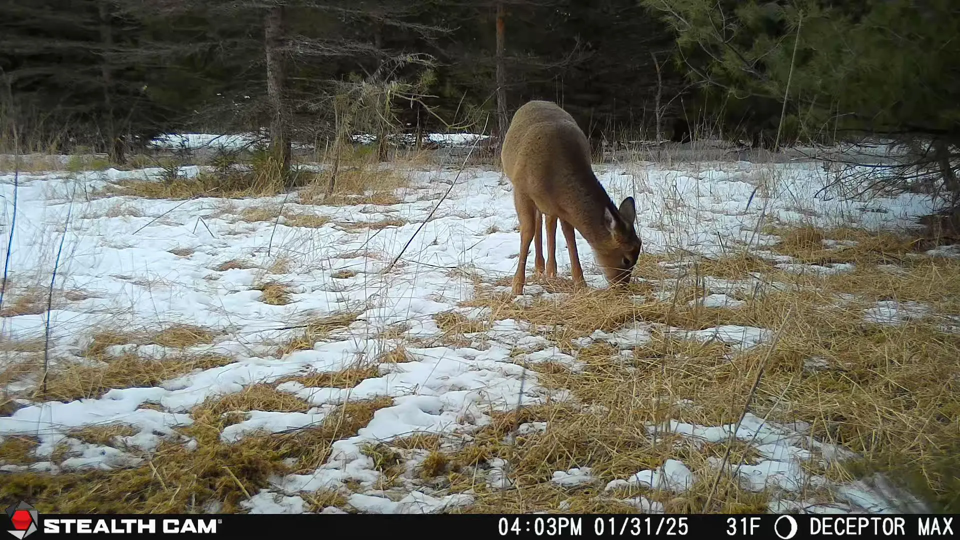 Trail Camera[mp:01][tp:031f]