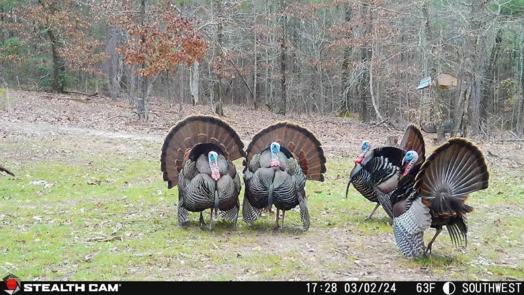 Increase Your Spring Turkey Success With Stealth Cam Scouting