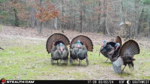 Increase Your Spring Turkey Success With Stealth Cam Scouting