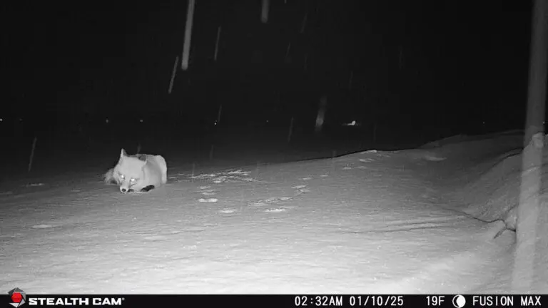 Trail Camera[MP:03][TP:019F]