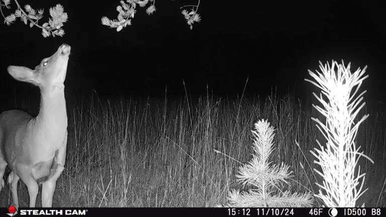 Trail Camera[MP:03][TP:046F]