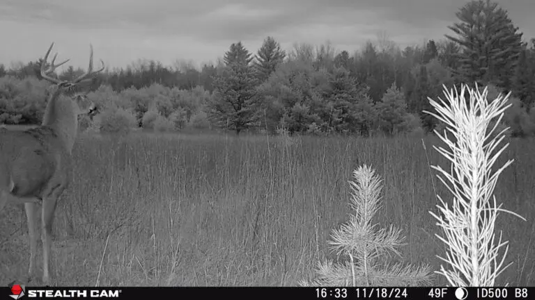 Trail Camera[MP:05][TP:049F]