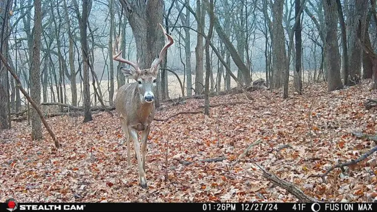 buck fusion max winter