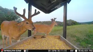 Trail Camera[mp:04][tp:089f]