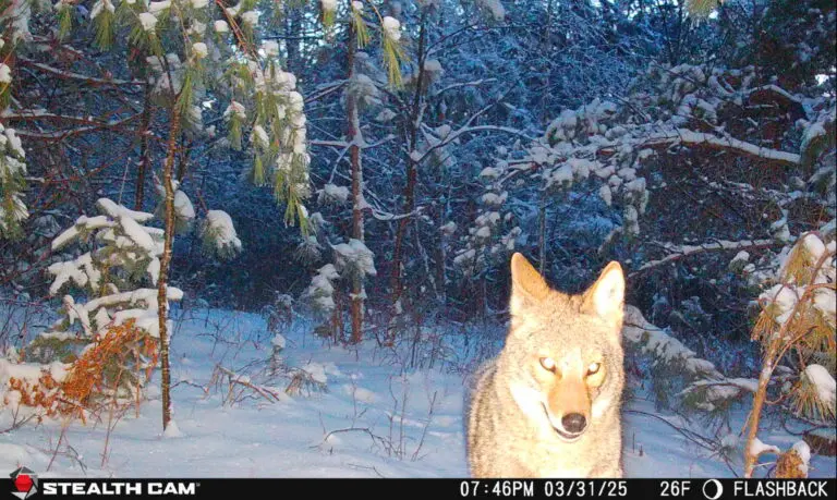 Wildlife captured on a Stealth Cam trail camera