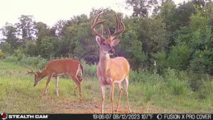 5 Tips For Capturing More Velvet Bucks This Summer