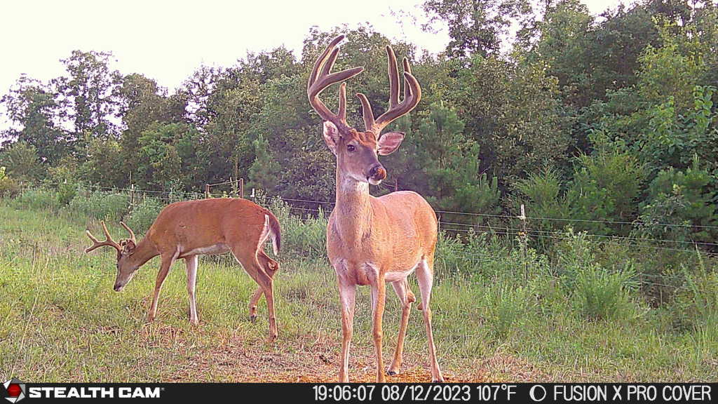 5 Tips For Capturing More Velvet Bucks This Summer