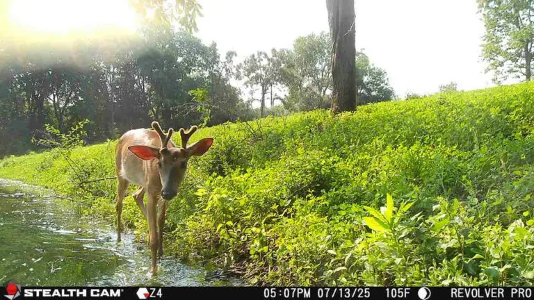 Trail Camera[MP:05][TP:105F][Z:44][PT:360]