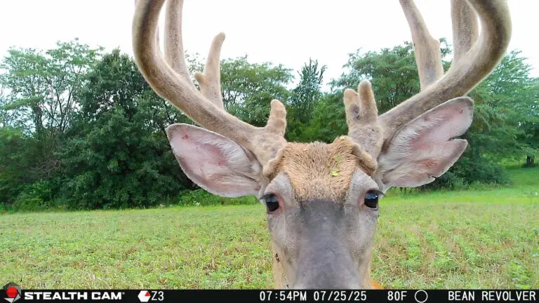 Trail Camera[MP:00][TP:080F][Z:33][PT:360]