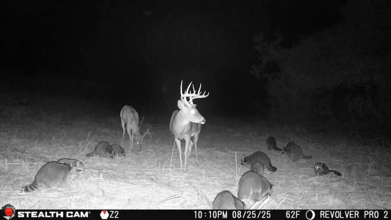 Trail Camera[MP:01][TP:062F]