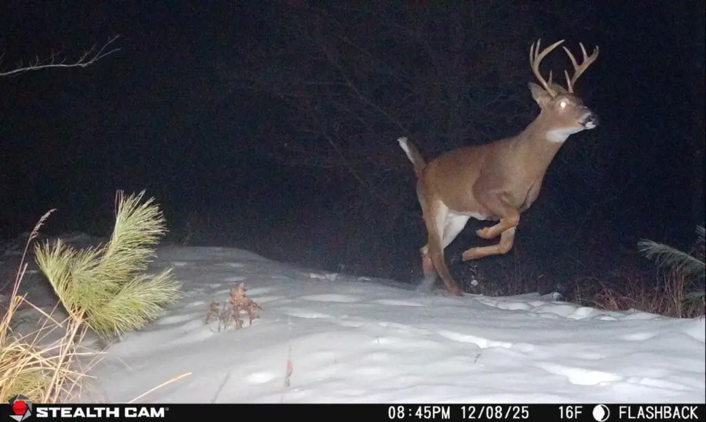 Trail Camera[mp:05][tp:016f]