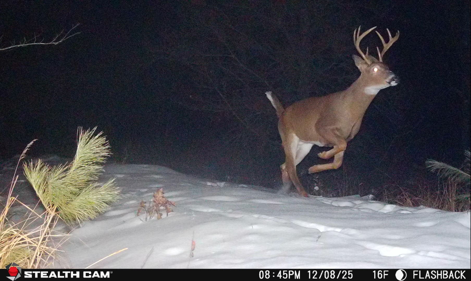 Trail Camera[mp:05][tp:016f]