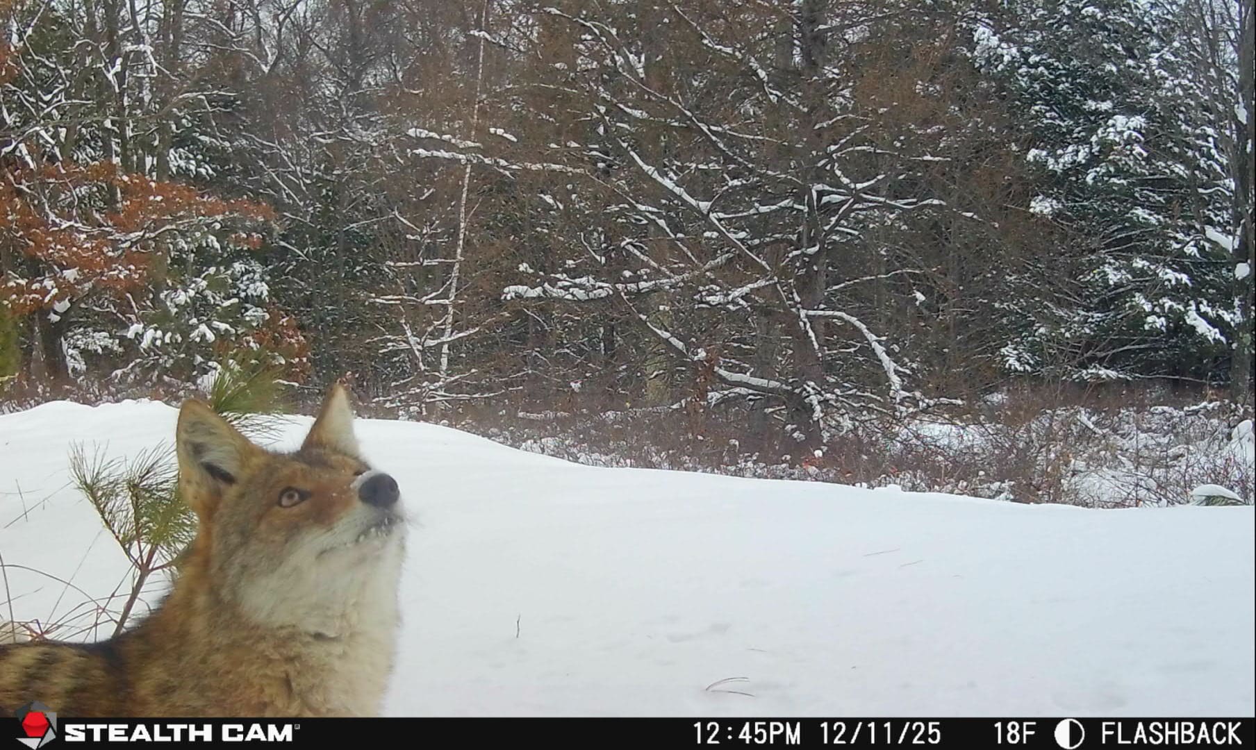 Trail Camera[mp:06][tp:018f]