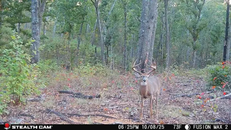 Trail Camera[MP:05][TP:073F]