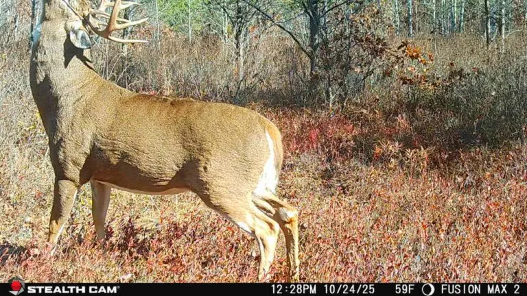 Trail Camera[MP:01][TP:059F]
